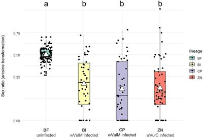 Three feminizing Wolbachia strains in a single host species: comparative genomics paves the way for identifying sex reversal factors